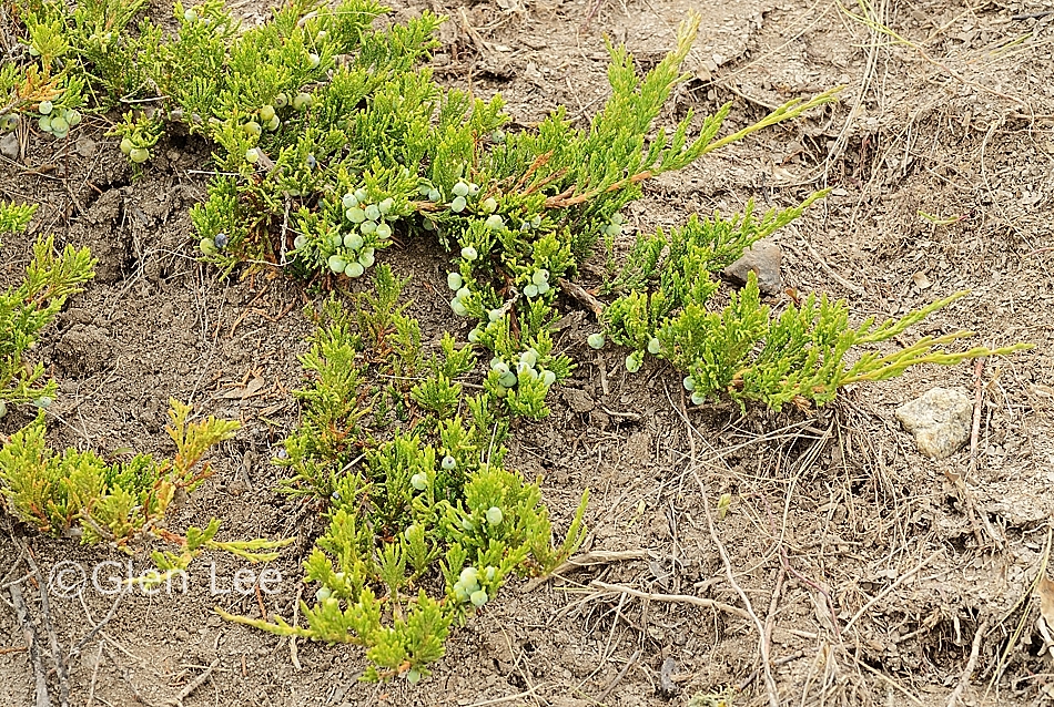 Juniperus horizontalis photos Saskatchewan Wildflowers